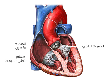 kalp kapakçıklarının resmi