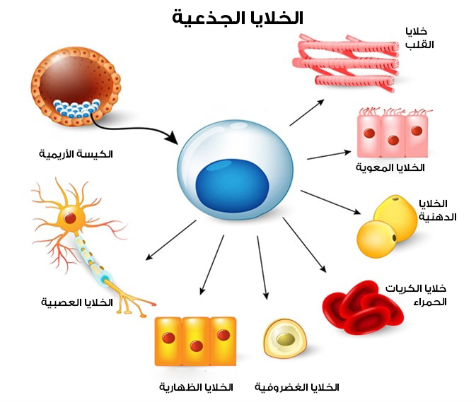 صورة توضح قدرة الخلايا الجذعية على التطور إلى أنواع مختلفة من الخلايا