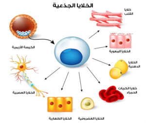 بعض أنواع الخلايا الجذعية