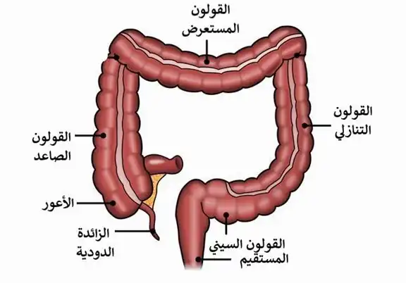 التوضع التشريحي للقولون والمستقيم