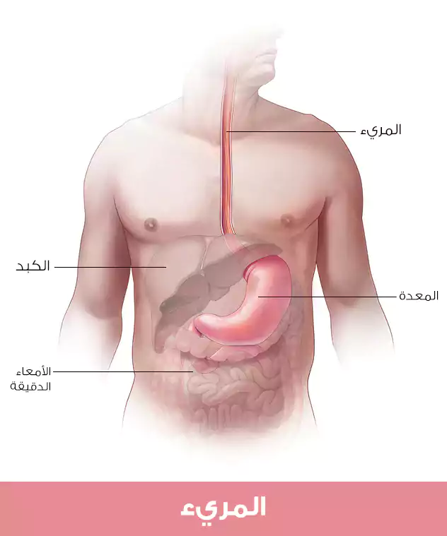 تموضع المريء الطبيعي