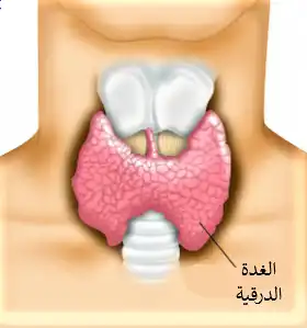 تموضع الغدة الدرقية الطبيعي في العنق