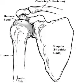 Diagram of the shoulder bones and its components