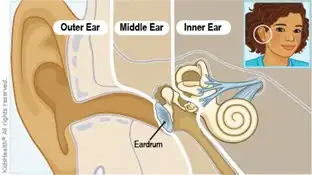 A picture showing the sections and anatomy of the ear