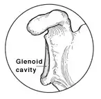 glenoid cavity