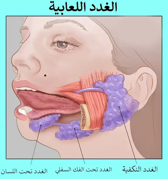 The major (large) salivary glands include three pairs of glands: the parotid glands - the two submandibular glands - the two sublingual glands