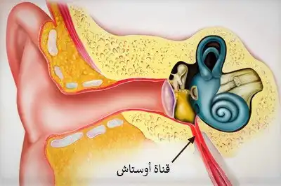 تصل قناة اوستاكيوس بين الأذن الوسطى والبلعوم الأنفي
