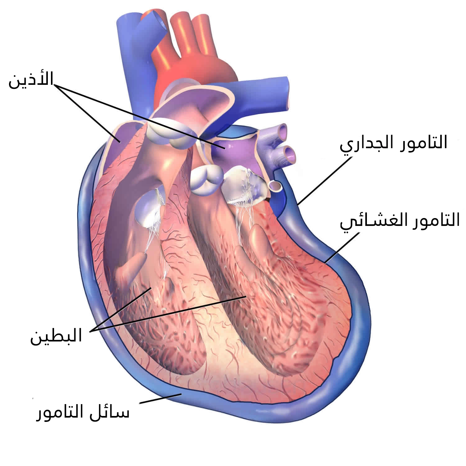 The pericardial sac is divided into an inner layer called the membranous pericardium and an outer layer called the parietal pericardium
