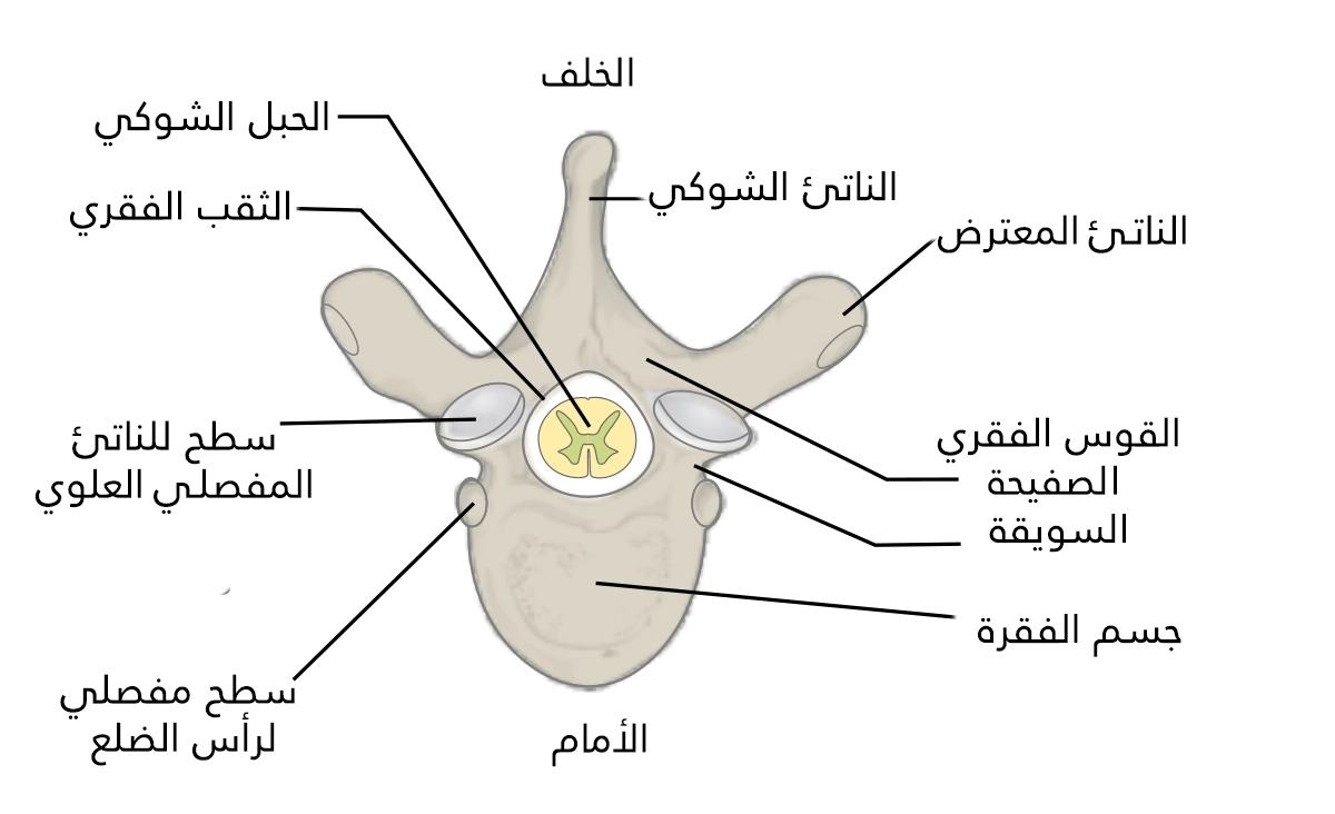 Omur, öndeki omur gövdesinden ve arkadaki omur kemerinden oluşur, buna iki enine süreç ve bir dikenli süreç bağlanır.