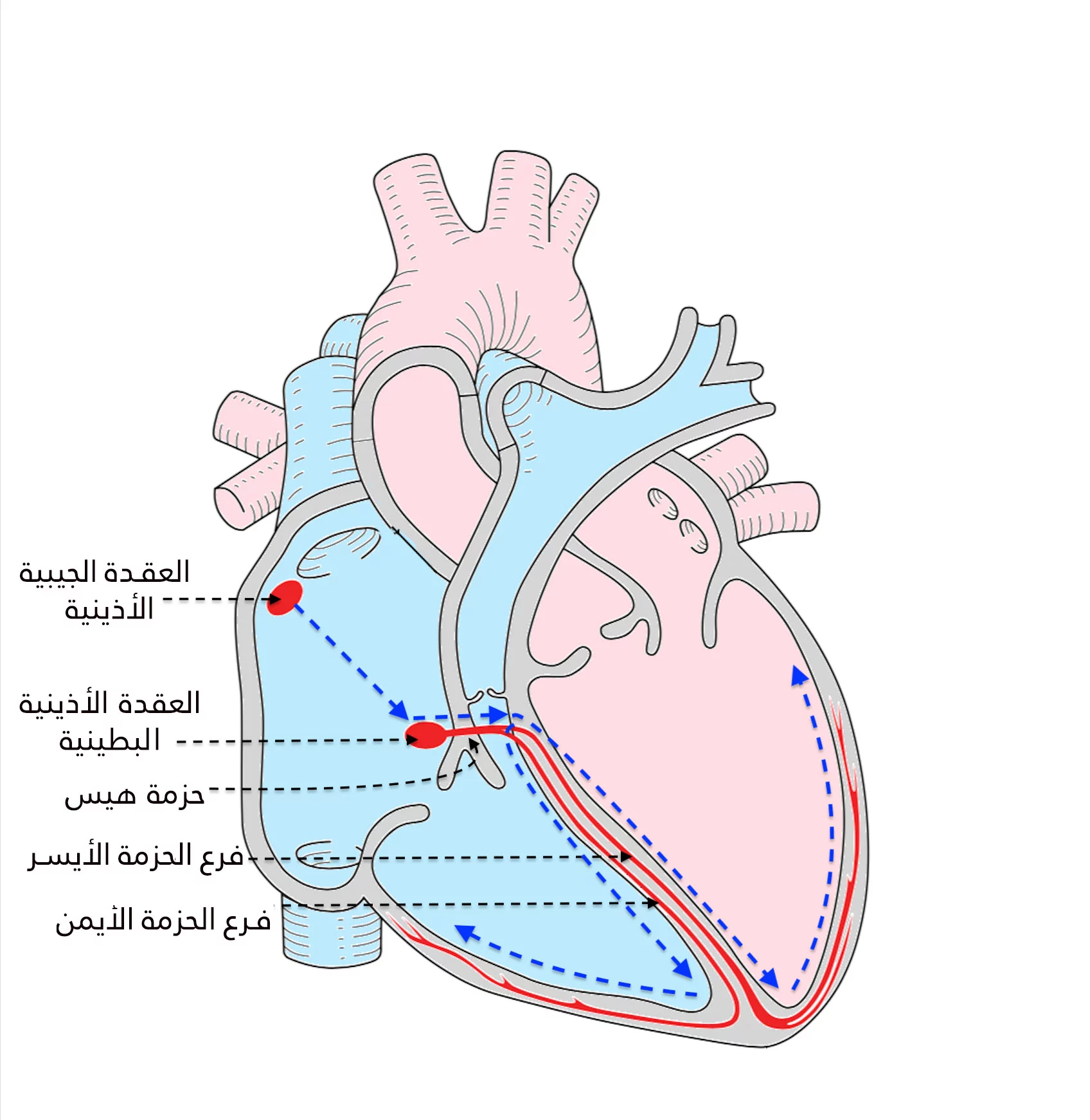 تقوم العقدة الجيبية الأذينية بتوليد النبضات الكهربائية التي تنتقل إلى العقدة الأذينية البطينية ومنها إلى كافة أنحاء القلب عبر حزم خاصة