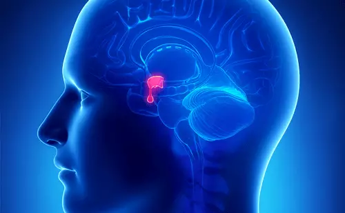The location of the pituitary gland in the brain