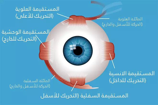 The eyes move in all directions thanks to six external muscles
