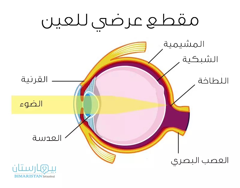 تقسم العين إلى ثلاث طبقات هي الشبكية والمشيمية والصلبة التي تتحدب من الأمام وتصبح شفافة لتشكل القرنية