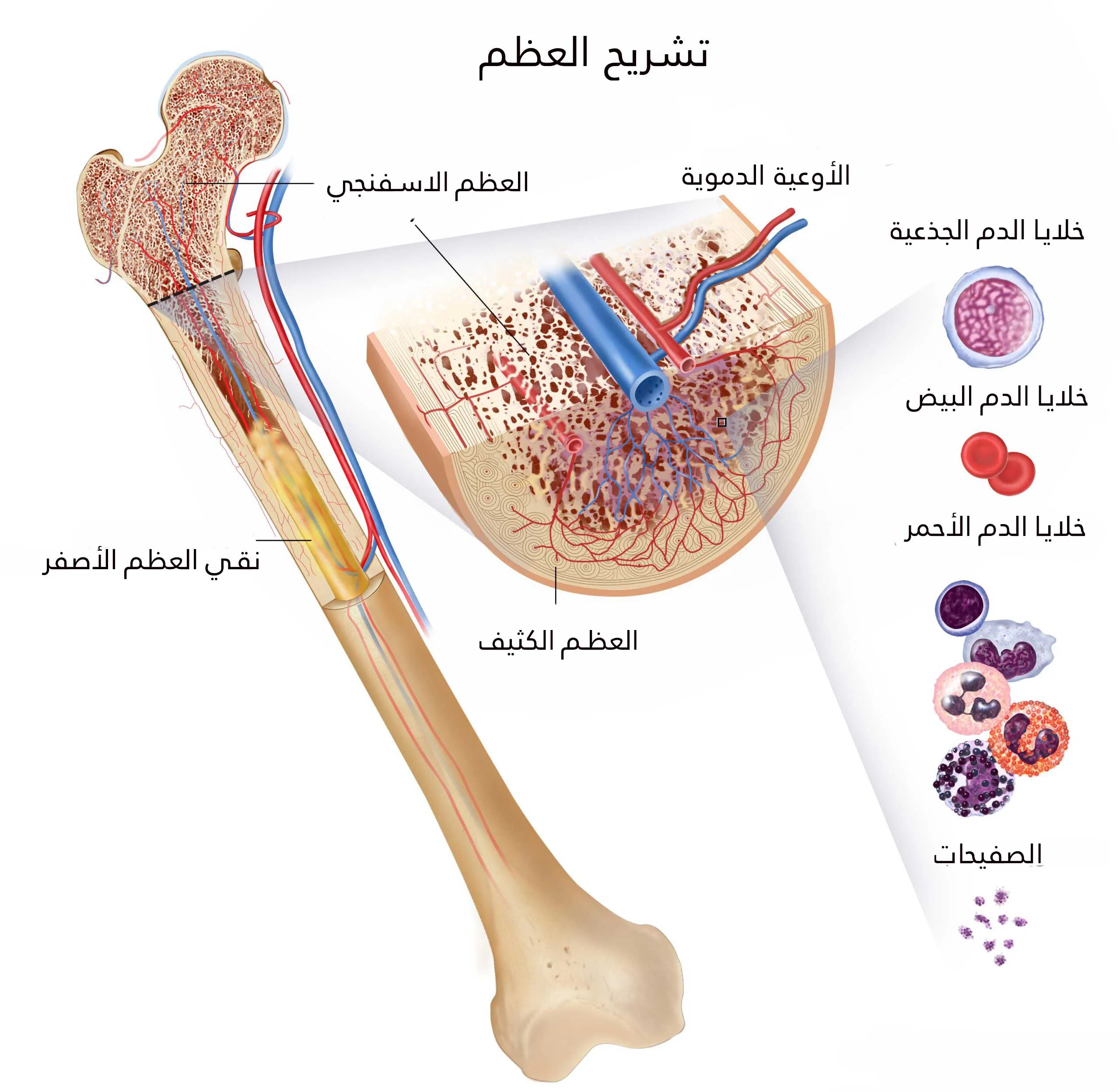 kemik anatomisi