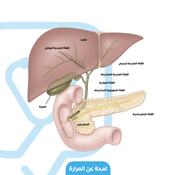 The gallbladder receives its secretions into the bile duct and then travels to the common bile duct that drains into the duodenum