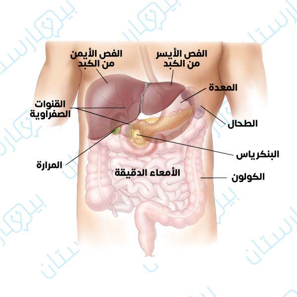 A picture of the abdominal organs and the location of the liver