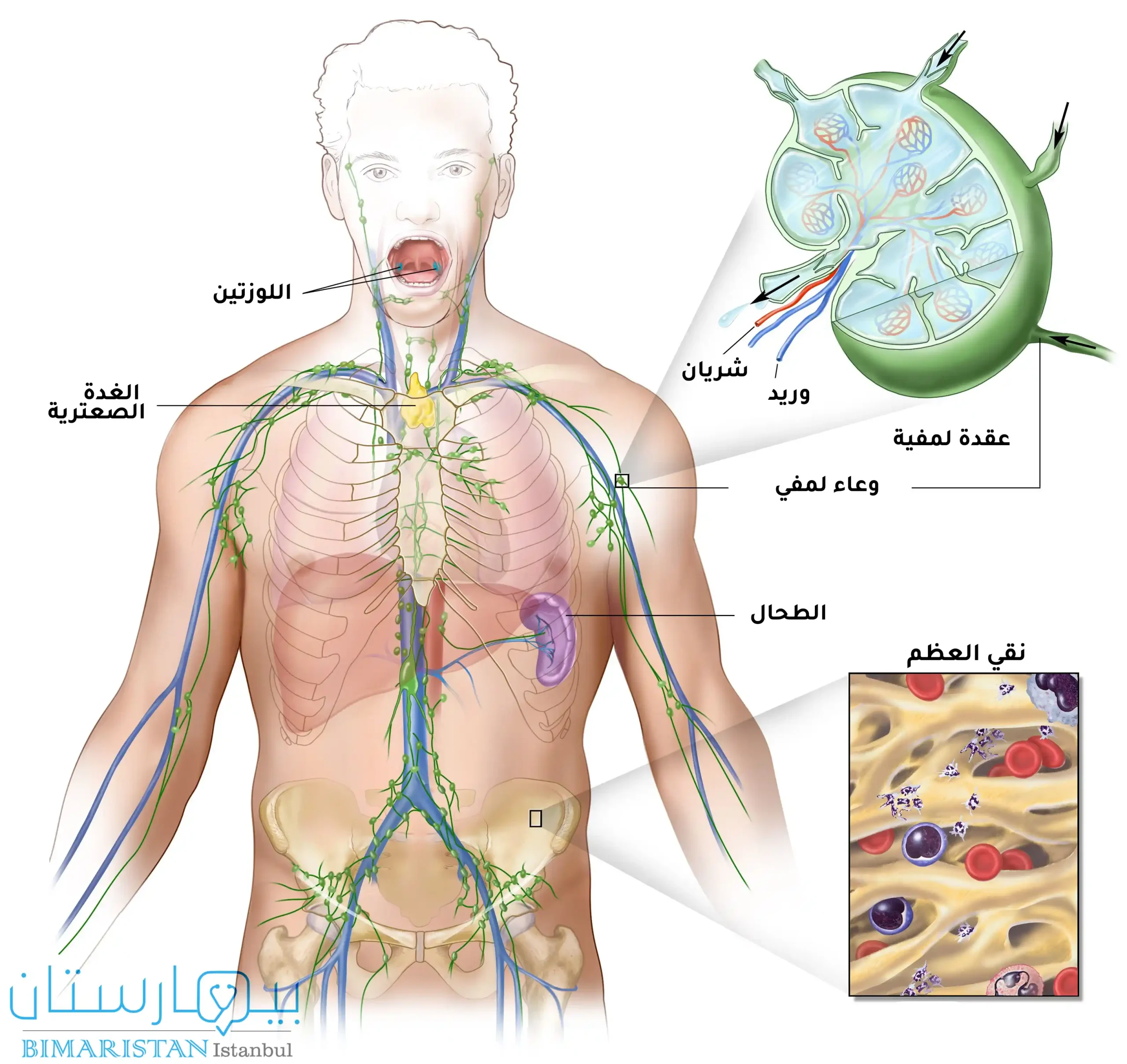Lenfatik sistemi, lenf düğümünü ve kemik iliğini gösteren resim