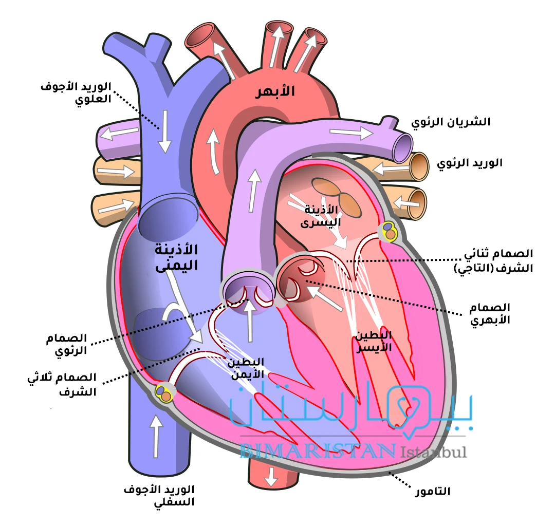 تقوم الصمامات القلبية بوظيفة ضخ الدم باتجاه واحد ومنع عودته بالاتجاه المعاكس