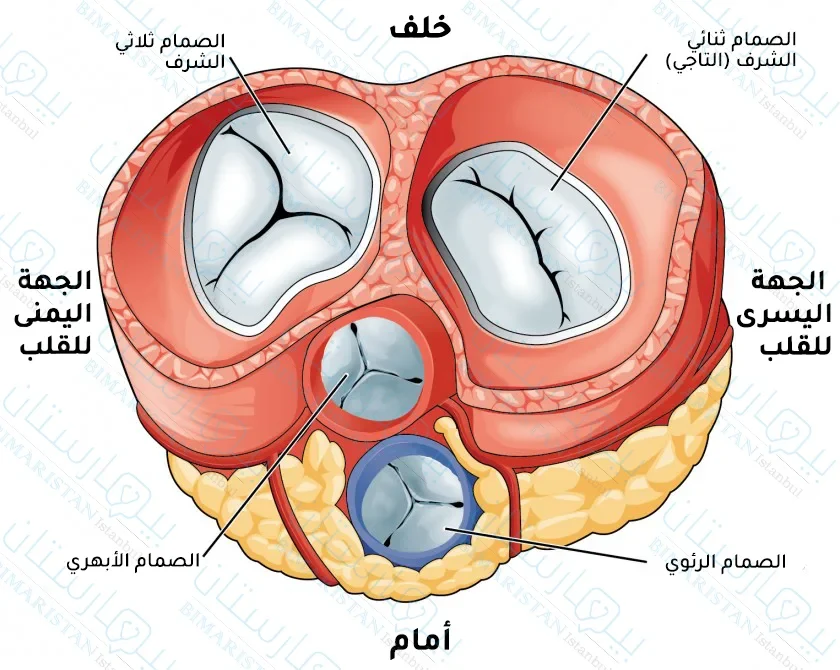 The heart has four valves: the mitral valve, the tricuspid valve, the pulmonary valve, and the aortic valve