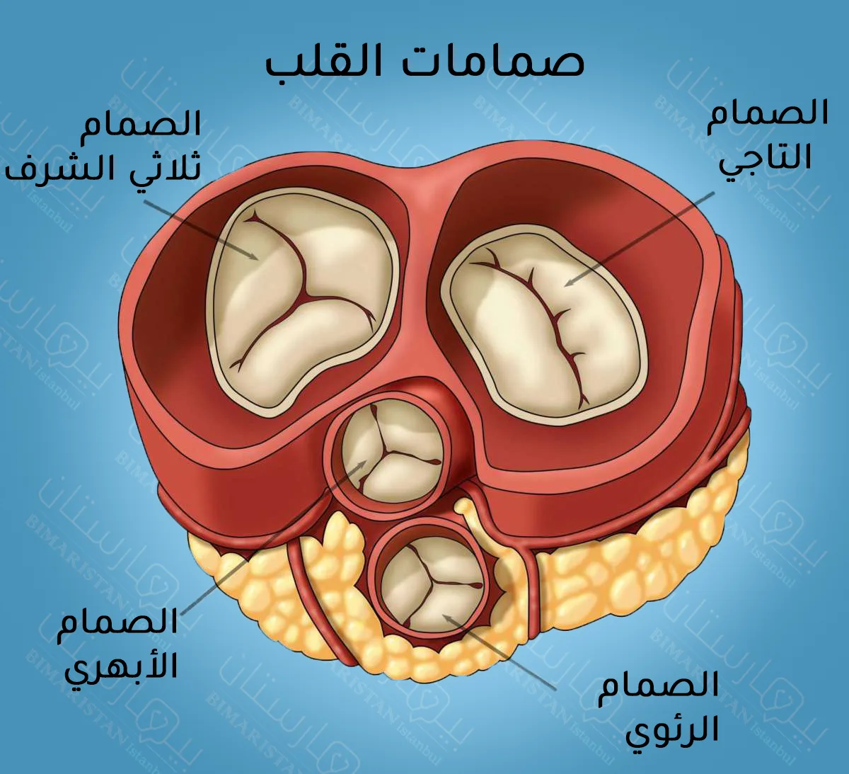 The heart has four valves: the mitral valve, the tricuspid valve, the pulmonary valve, and the aortic valve