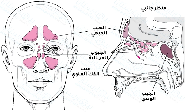 The location of the sinuses in the skull