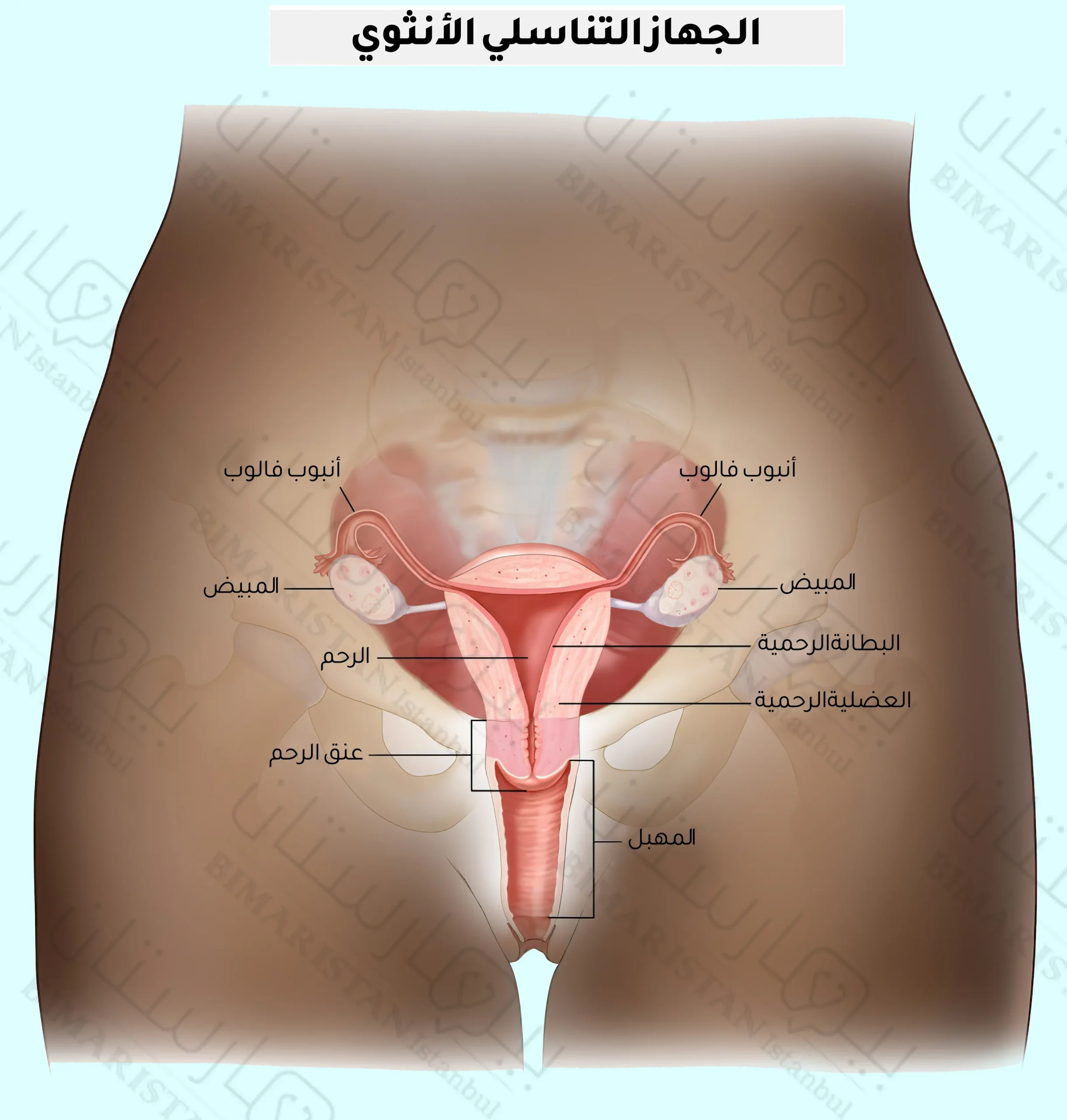 An overview of the female reproductive system