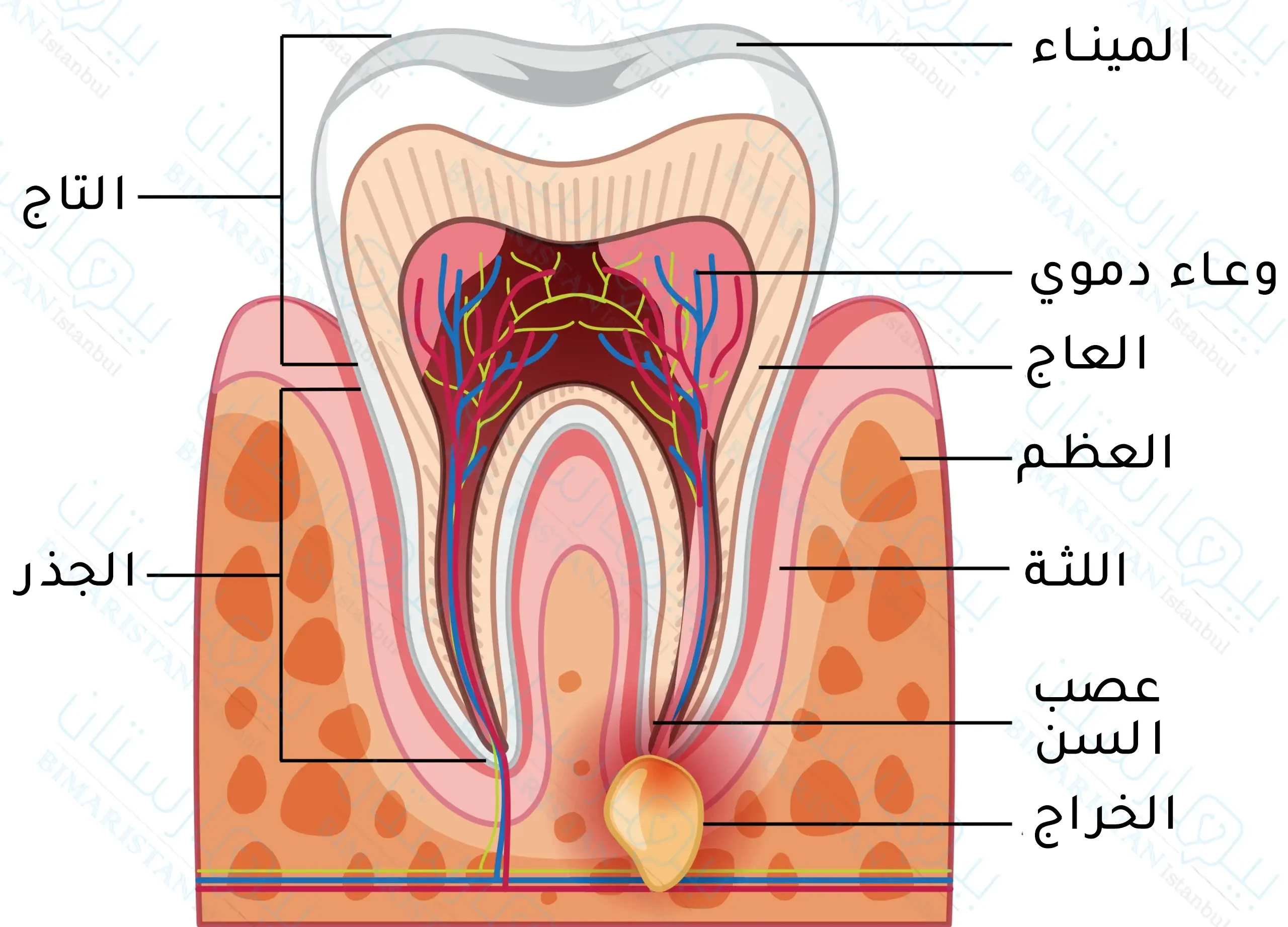 diş anatomisi
