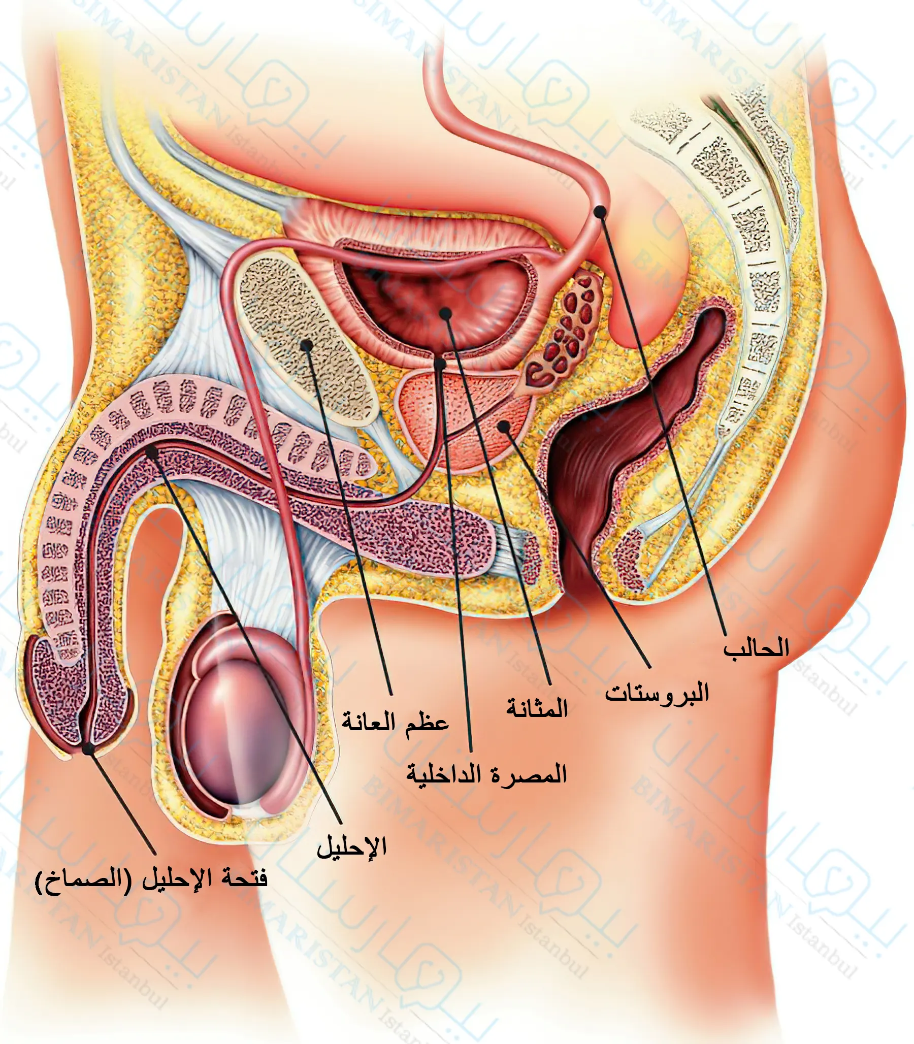 The urinary system in males consists of the kidneys, ureters, bladder, and urethra