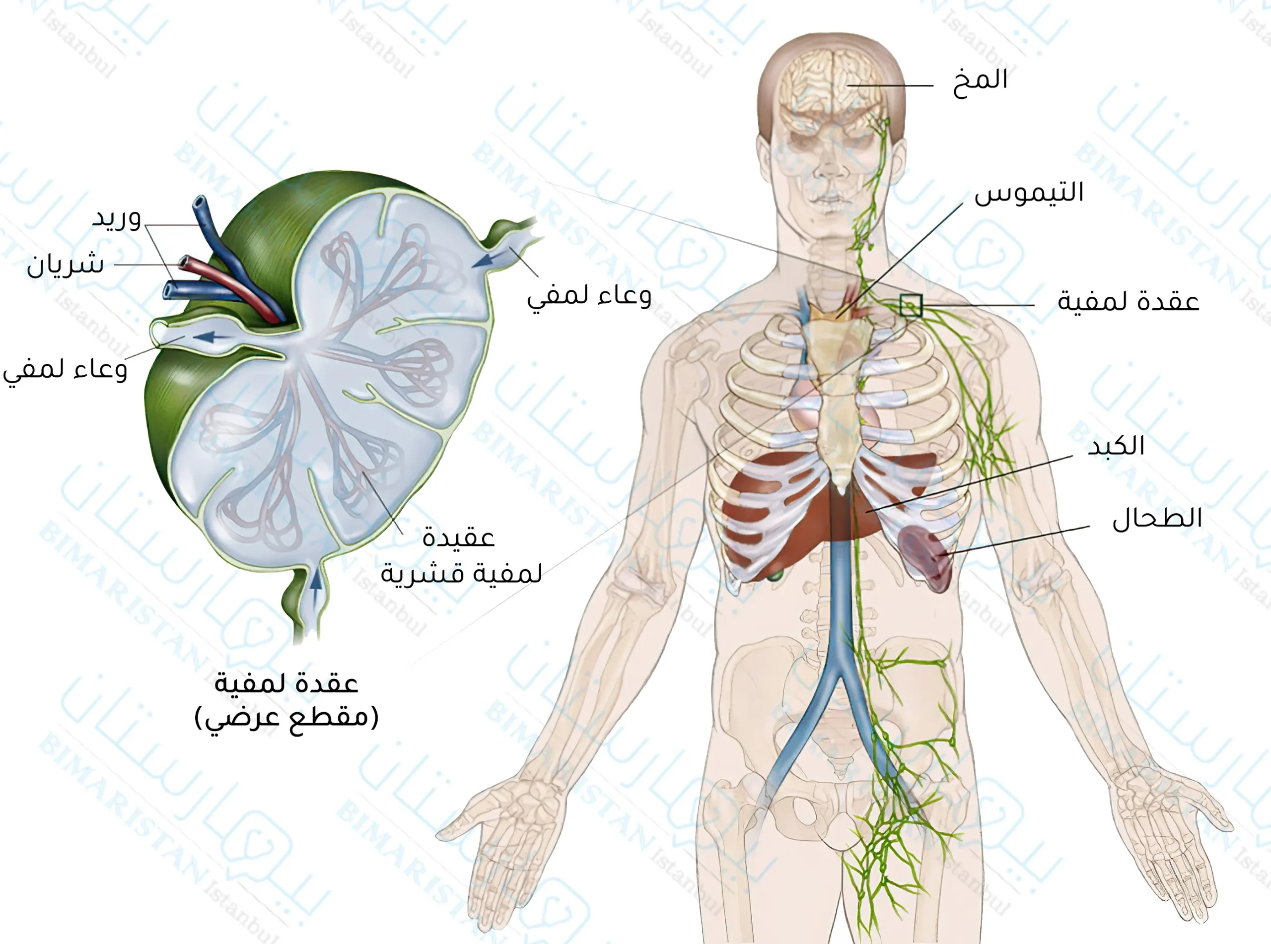 صورة للجهاز اللمفي في جسم الإنسان ومقطع في العقدة اللمفية