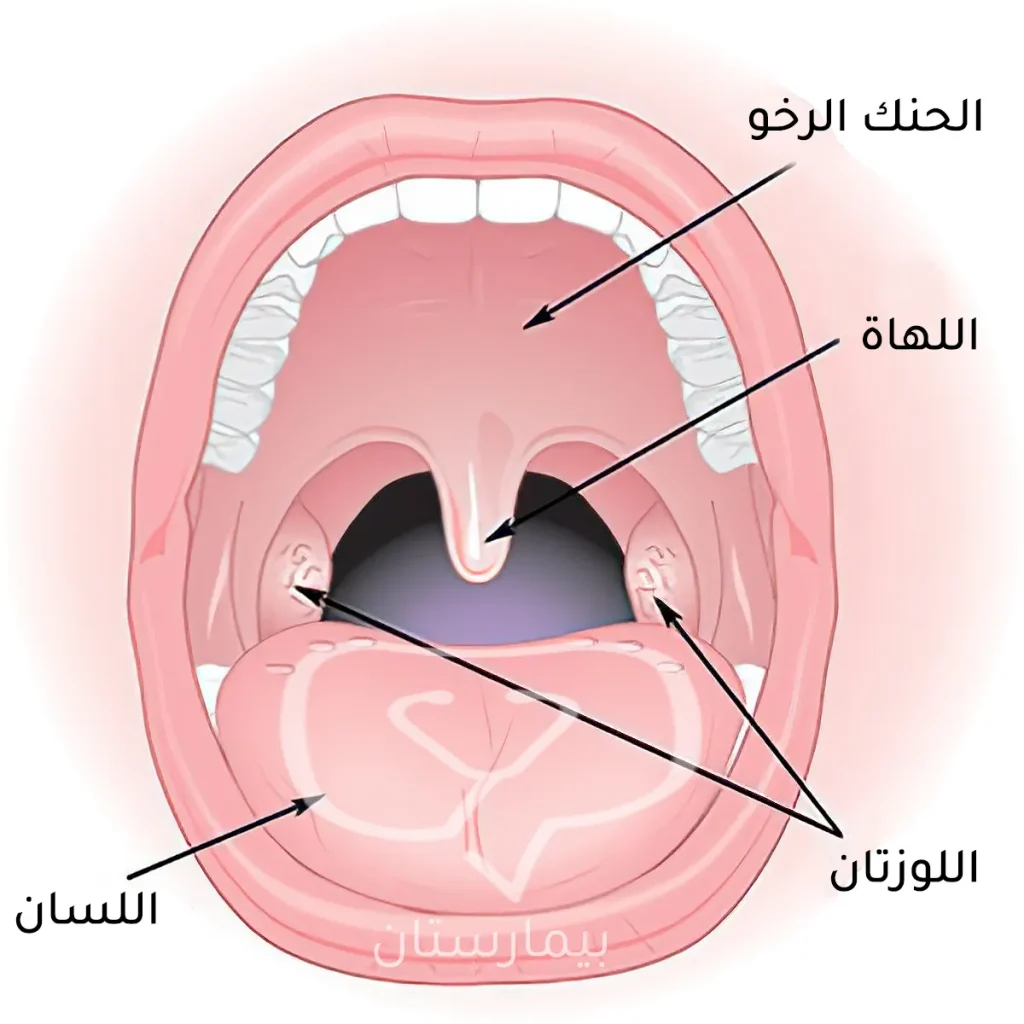 تقع اللوزتان في الجزء الخلفي من جوف الفم
