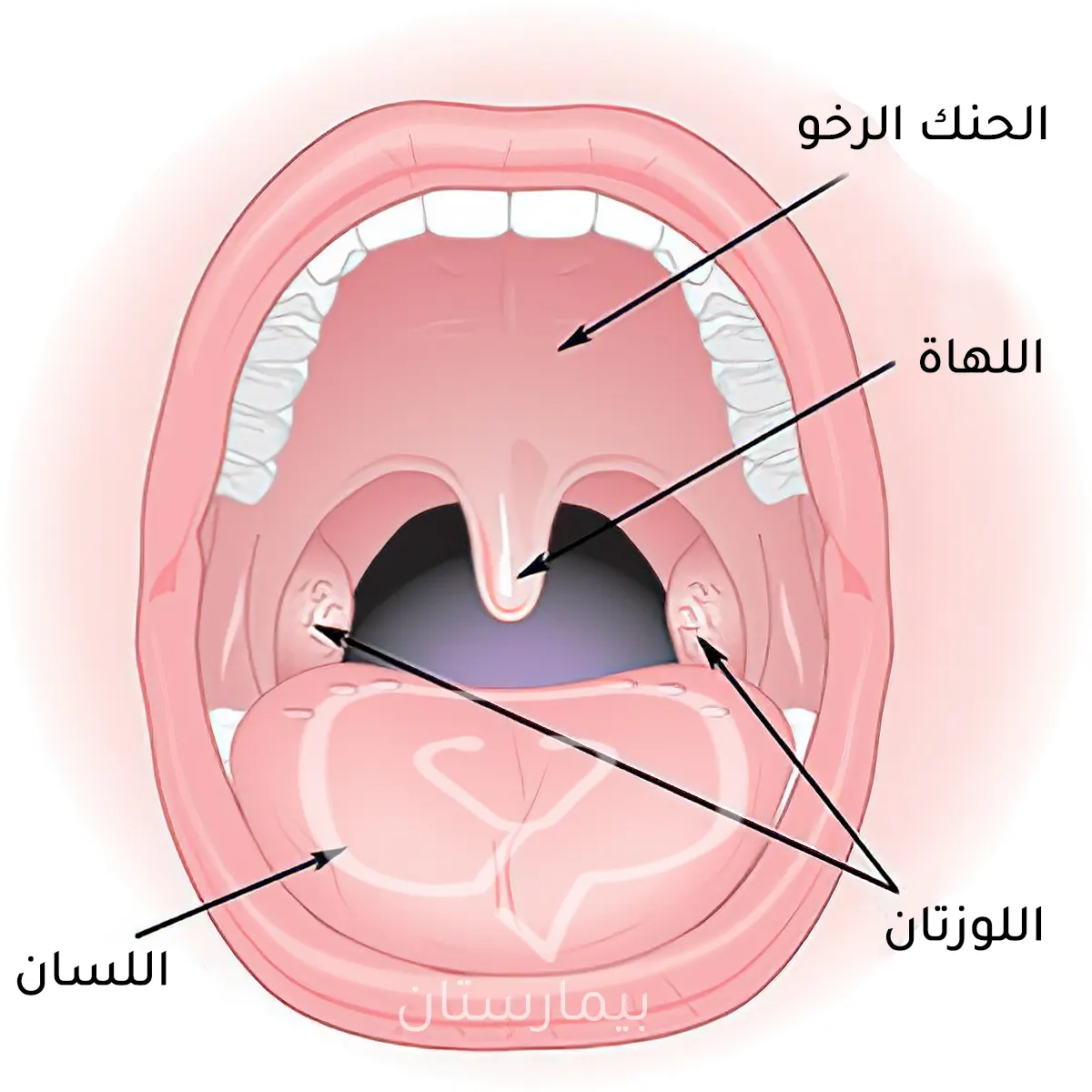 The site of the tonsils