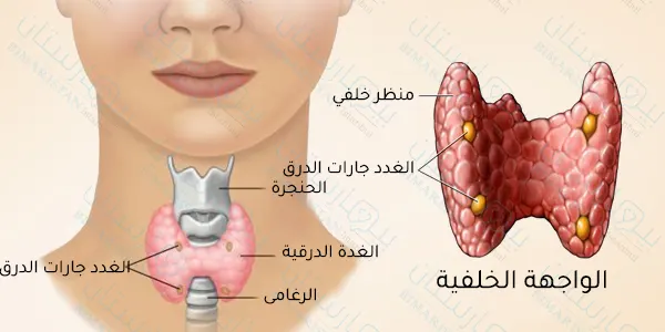 tiroidektomi | anatomik profil