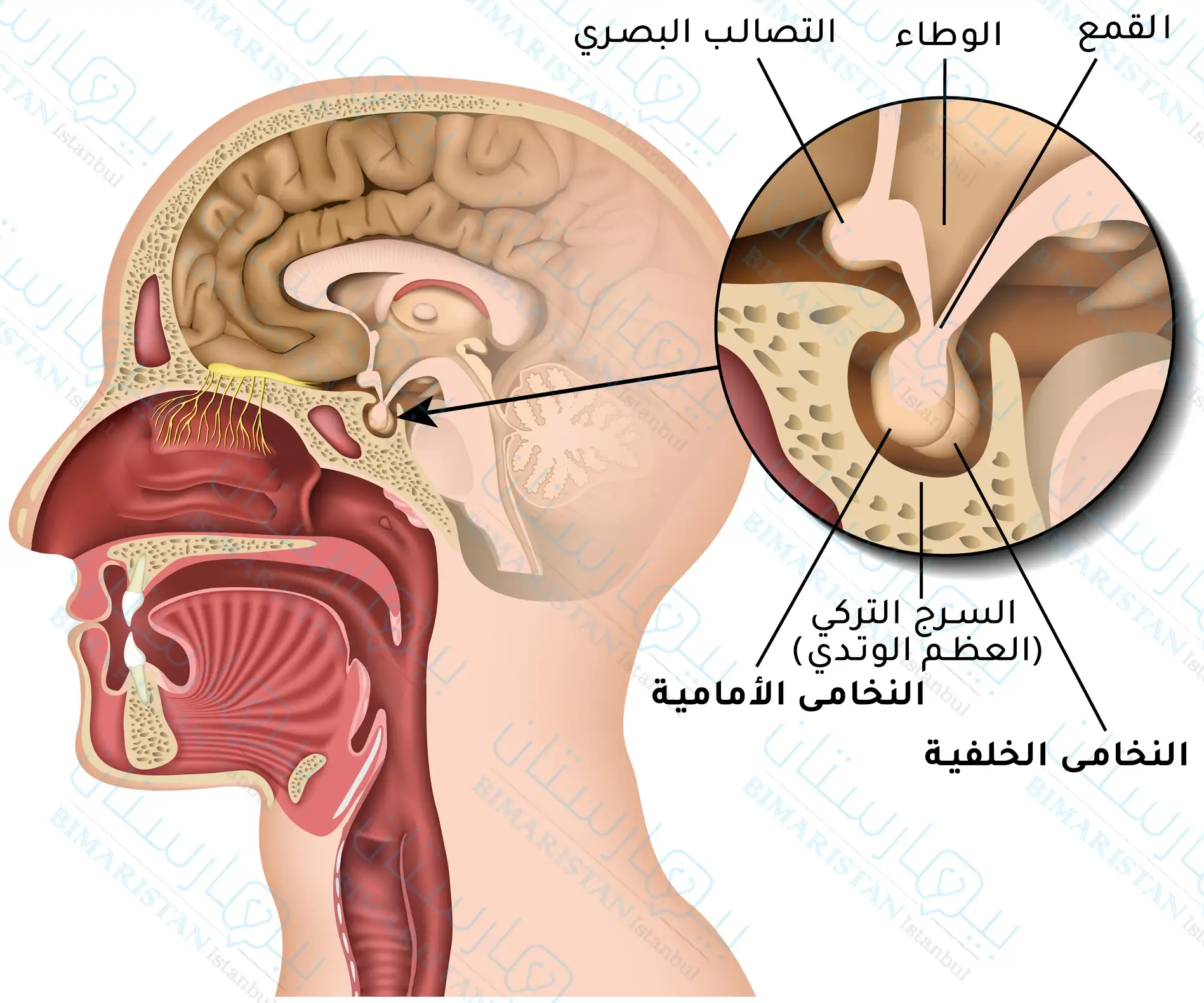Anatomical location of the pituitary gland