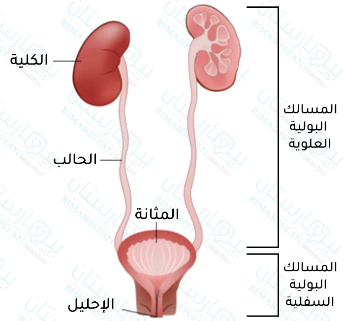 Sections of the upper and lower urinary system