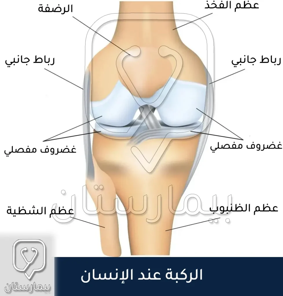 تشريح مفصل الركبة الطبيعي عند الإنسان