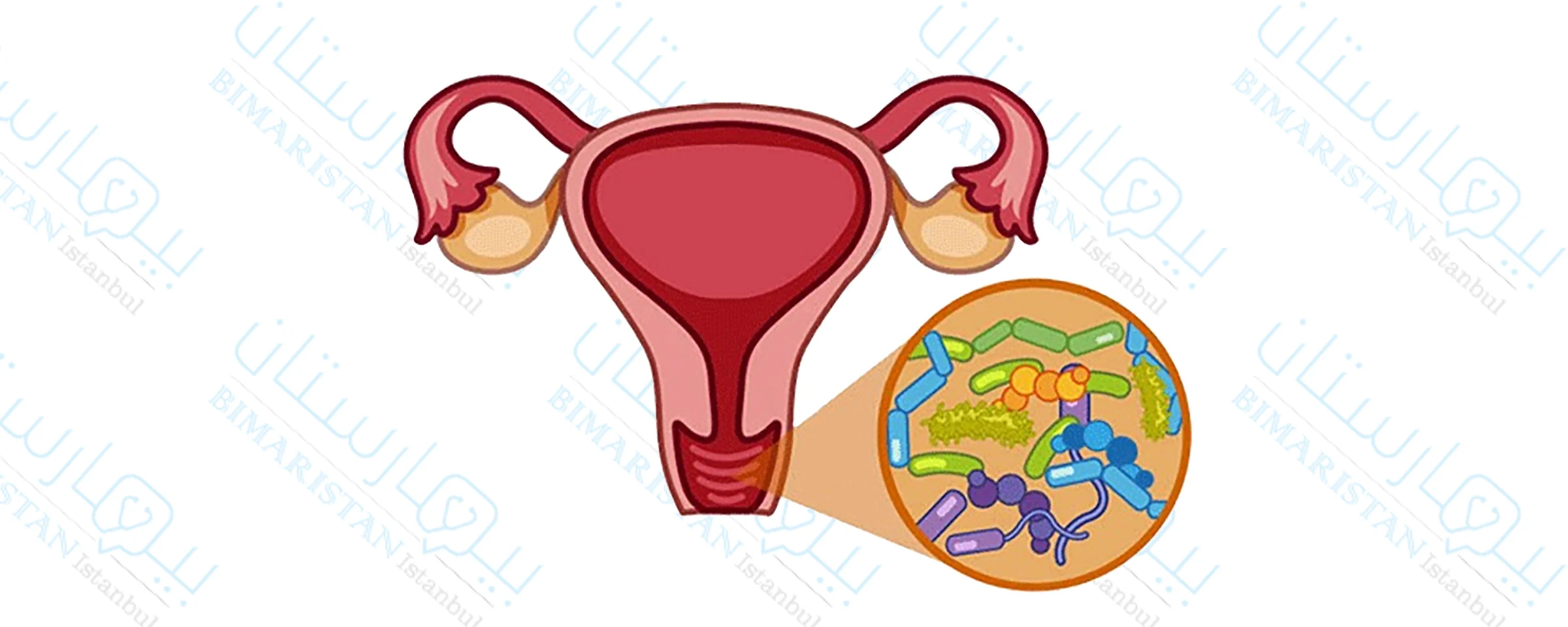 A picture showing the presence of microorganisms in the vagina in the normal state, called the vaginal flora, and there is no need to treat vaginitis for married women