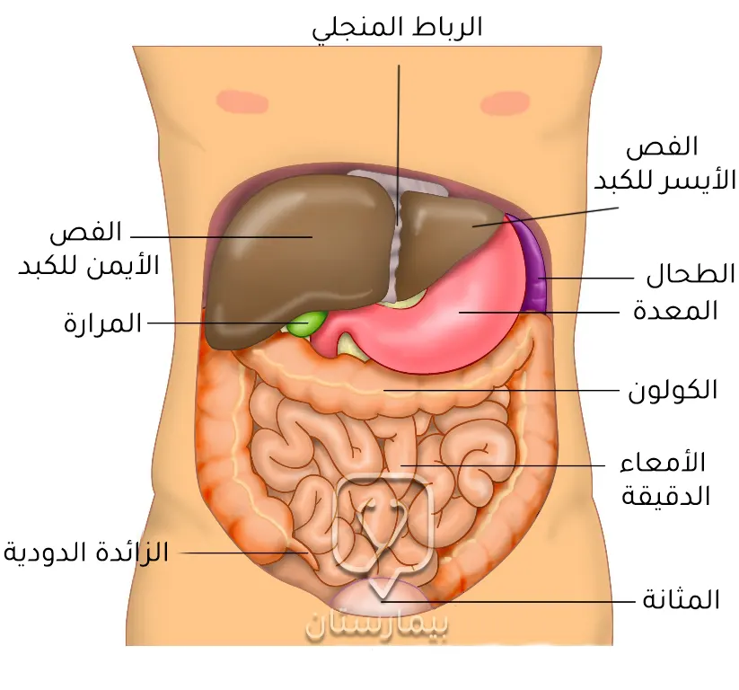 صورة ترسيمية توضح موقع الكبد في البطن