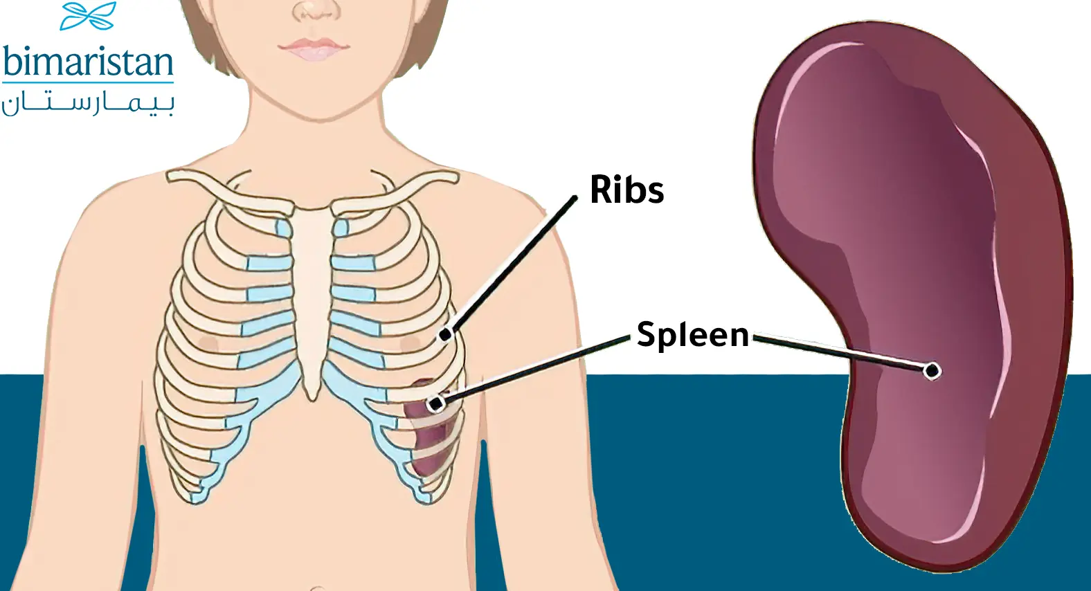 spleen location in the human body and its relationship to the ribs