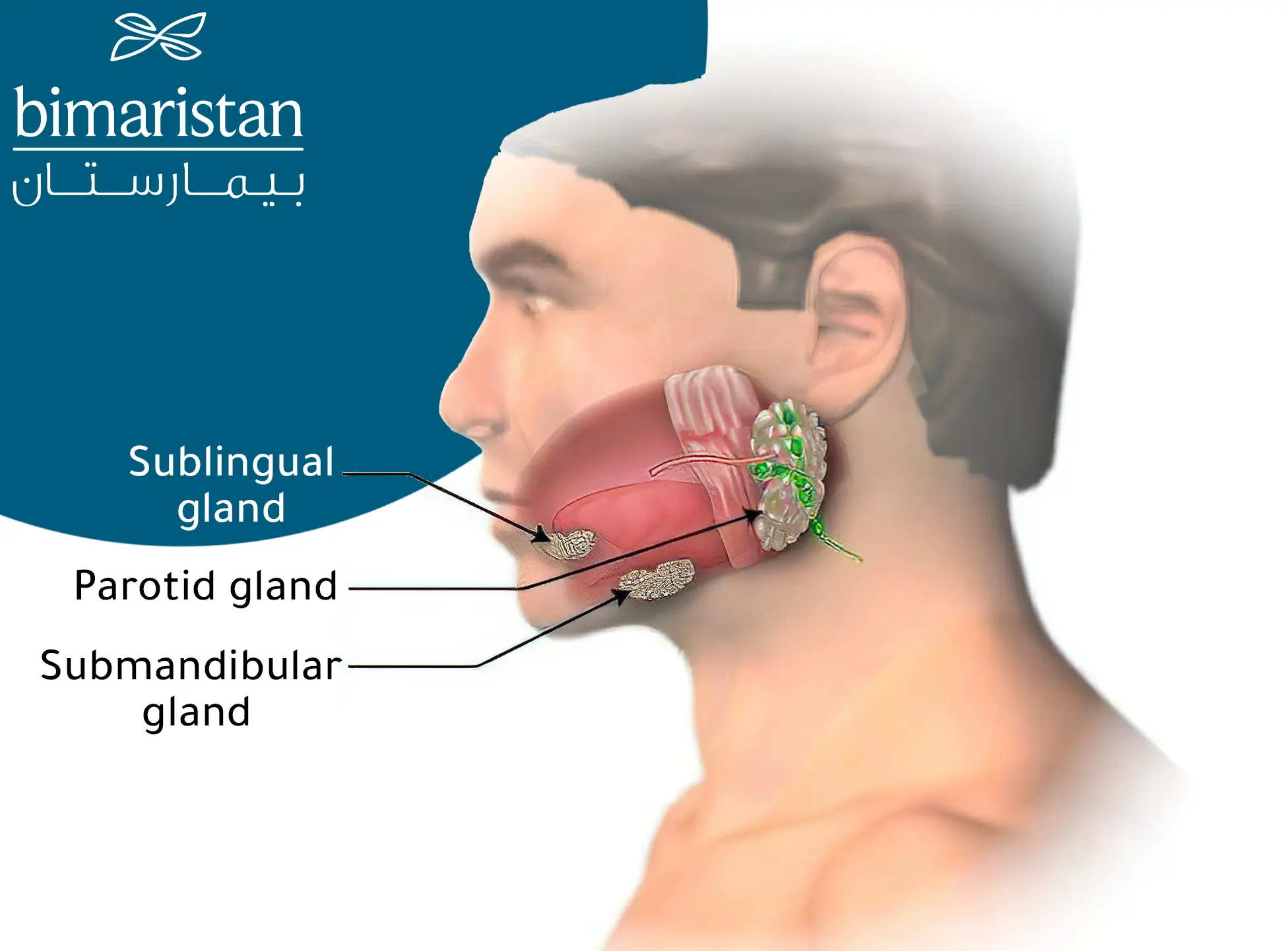 The location of the major salivary glands