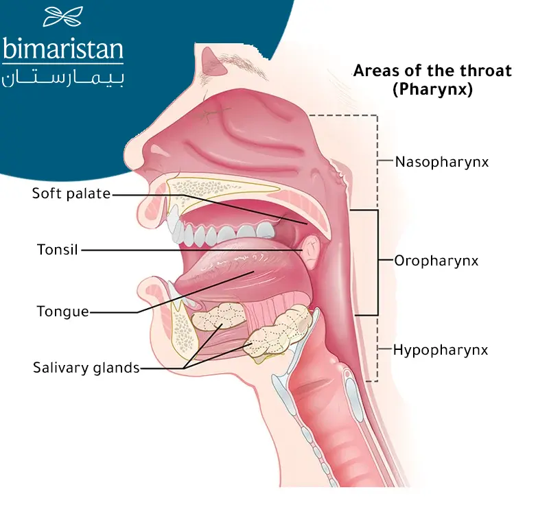 Picture showing where the pharynx is located