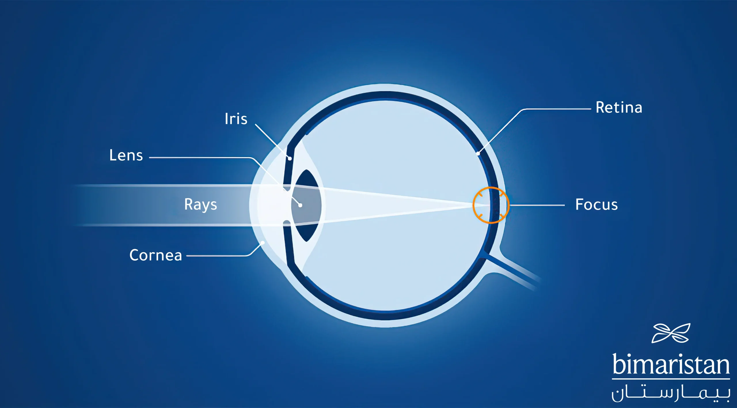 This Picture Illustrates The Process Of Natural Vision And How Light Rays Enter And Refract Until The Shadow Falls Perfectly On The Retina. Lasik Surgery In Turkey Aims To Correct Refractive Errors Of These Light Rays To Provide Clear And Sharp Vision.