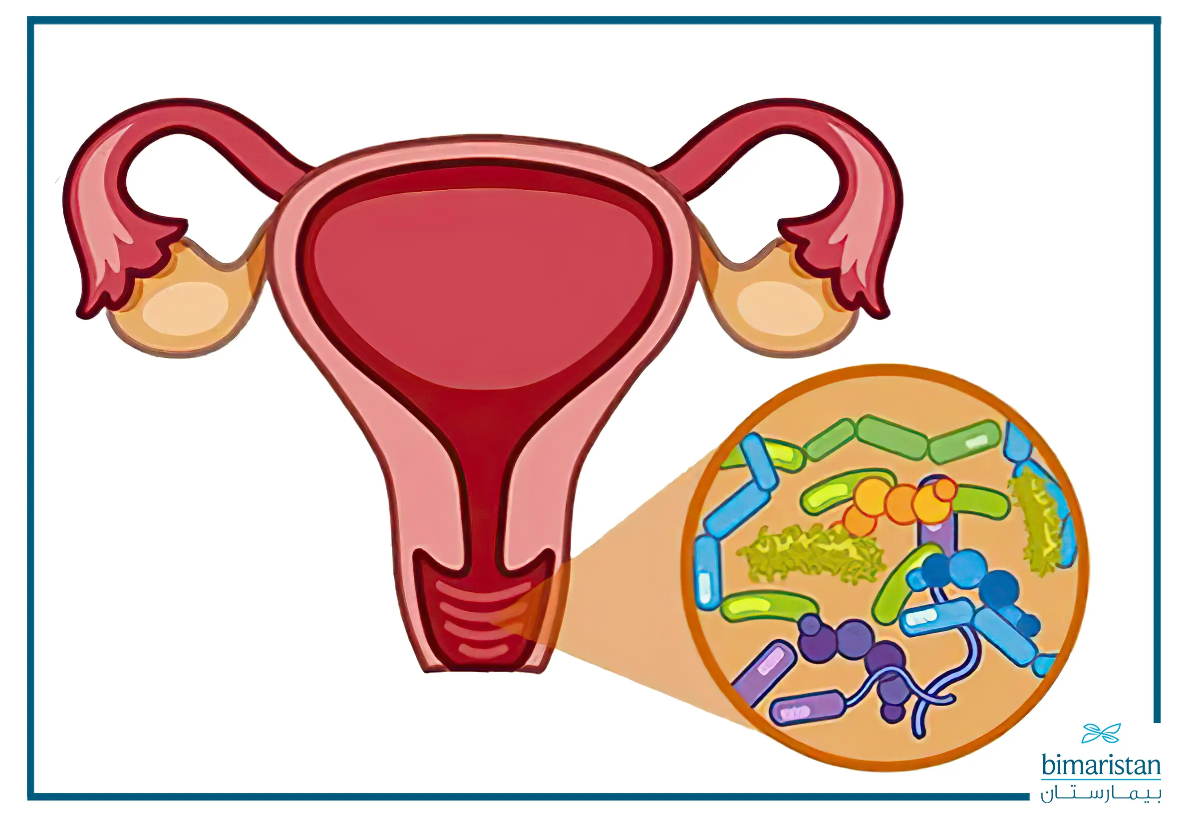 a picture illustrating the presence of normal vaginal microorganisms, known as vaginal flora
